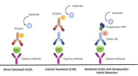 antibody capture elisa teaching kit|sandwich elisa vs direct.